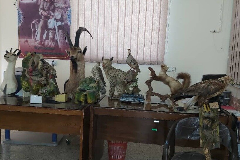 کشف و ضبط تاکسیدرمی ۱۲ گونه جانوری در خرم‌آباد