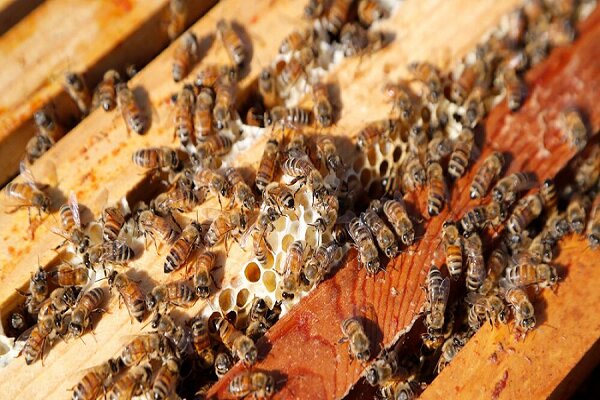 تولید بیش از ۴ هزار تن عسل در همدان