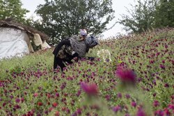 برداشت گل‌گاوزبان از باغات دیو رود رودسر آغاز شد