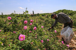 پیش بینی برداشت ۶ هزار تن گل محمدی در داراب