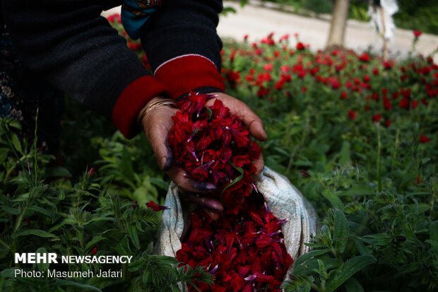 برداشت گل‌ گاو زبان در مازندران