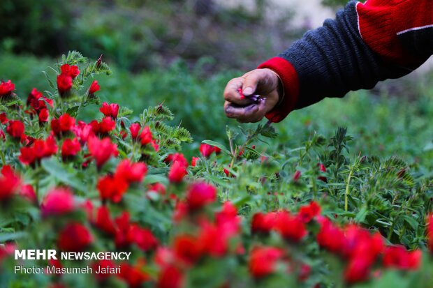 برداشت گل‌ گاو زبان در مازندران