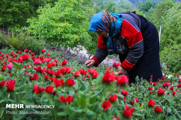 برداشت گل‌ گاو زبان در مازندران
