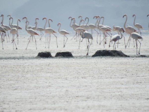 رهاسازی پرندگان حفاظت شده در خلیج گرگان