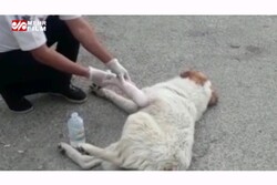 سگ مصدوم در باشت به اورژانس جاده ای پناه برد
