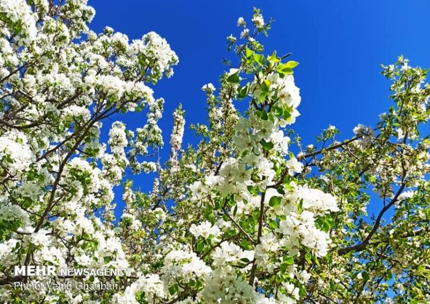 Breathtaking scenery of spring in Owryad Village
