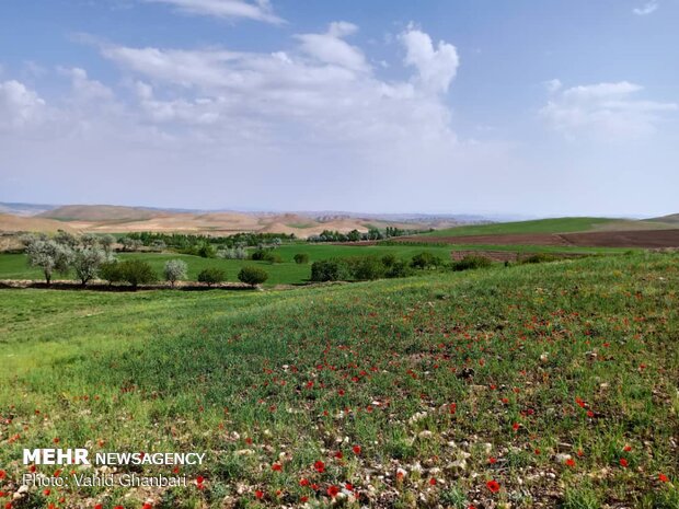 Breathtaking scenery of spring in Owryad Village
