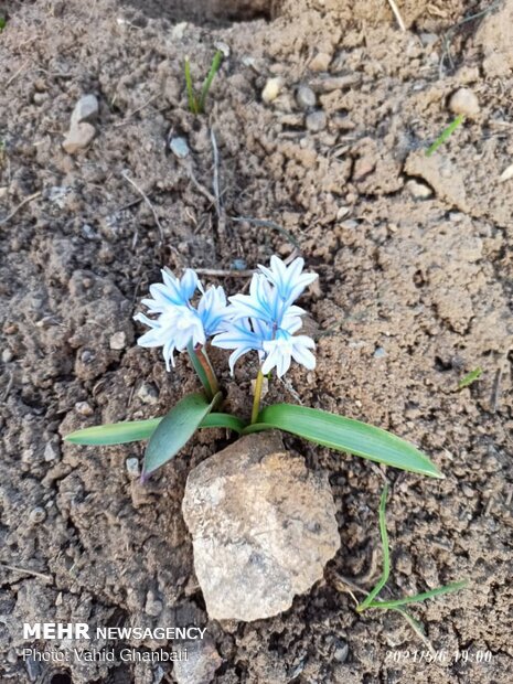 Breathtaking scenery of spring in Owryad Village
