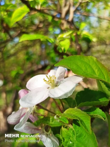 Breathtaking scenery of spring in Owryad Village
