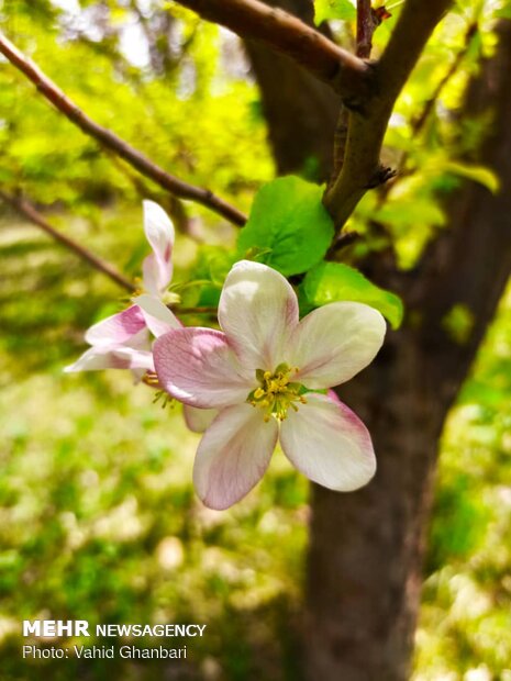 Breathtaking scenery of spring in Owryad Village
