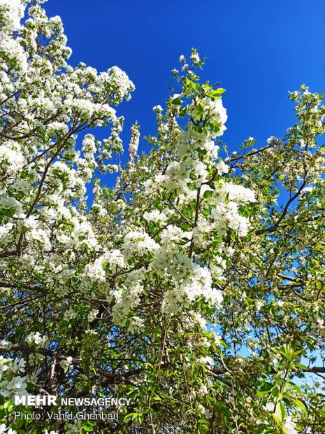 Breathtaking scenery of spring in Owryad Village
