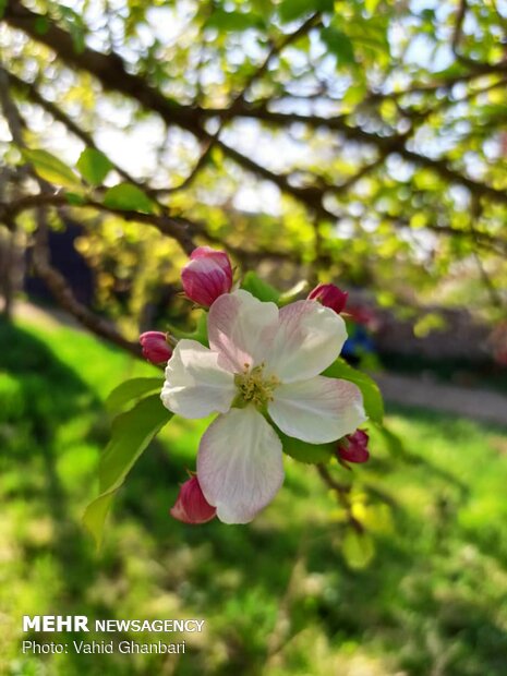 Breathtaking scenery of spring in Owryad Village
