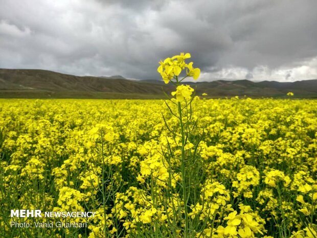 Breathtaking scenery of spring in Owryad Village
