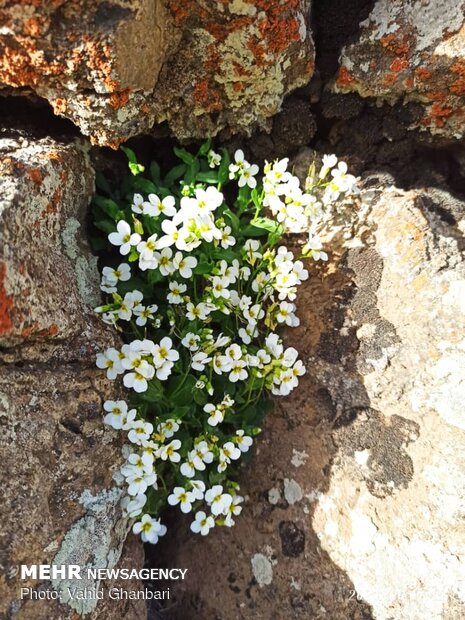 Breathtaking scenery of spring in Owryad Village
