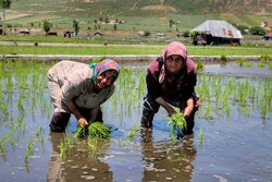 Farmers transplanting rice seedling in Mazandaran province