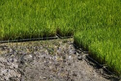 ۳۲۰۰ تن بذر گواهی شده برنج بین کشاورزان توزیع شد