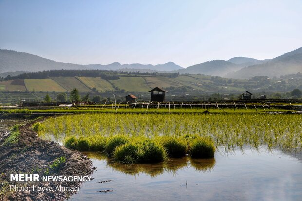 Farmers transplanting rice seedling in Mazandaran province