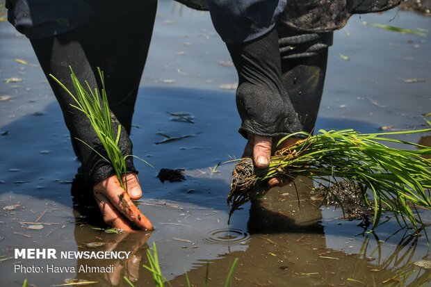 Farmers transplanting rice seedling in Mazandaran province