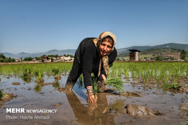 نشاء برنج به روش سنتی در مازندران