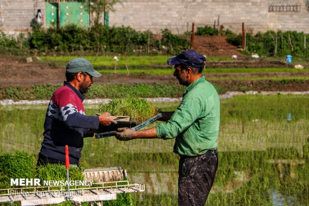 Farmers transplanting rice seedling in Mazandaran province