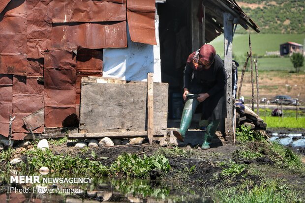 Farmers transplanting rice seedling in Mazandaran province