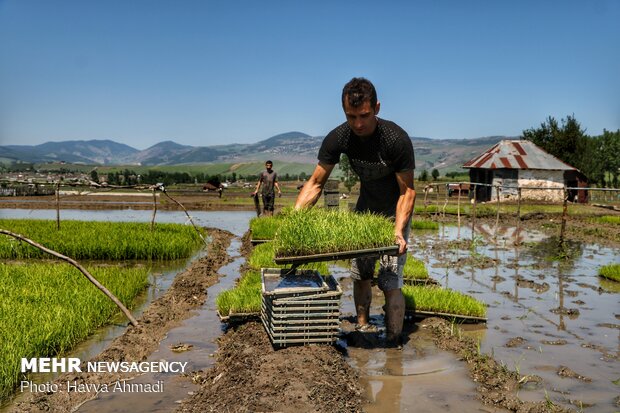 Farmers transplanting rice seedling in Mazandaran province