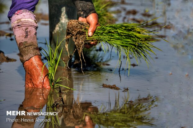 Farmers transplanting rice seedling in Mazandaran province