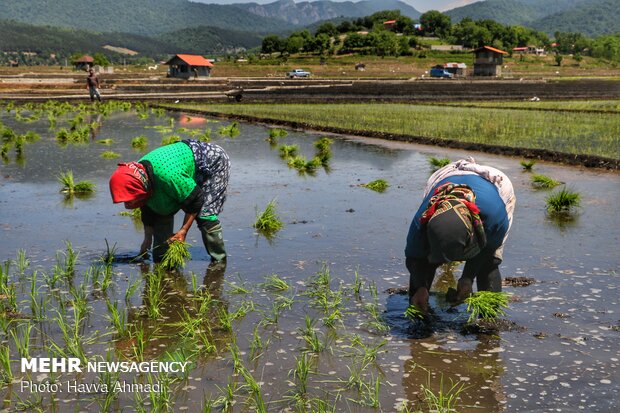 Farmers transplanting rice seedling in Mazandaran province