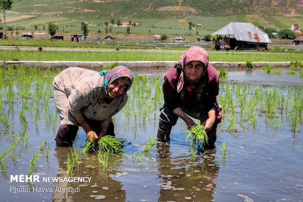 فاصله نشاءهاى برنج در زمین اصلى روى خطوط ۱۰ تا ۲۵ سانتى‌متر است؛ نشاءها به‌صورت کپه‌اى (چندین نشاء در یک سوراخ) کاشته مى‌شوند.