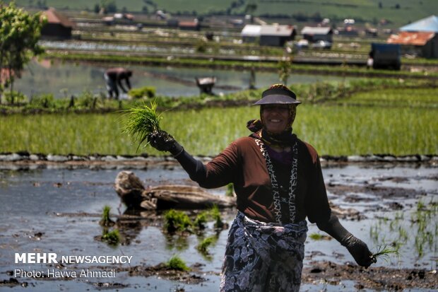 Farmers transplanting rice seedling in Mazandaran province