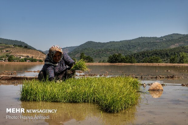 Farmers transplanting rice seedling in Mazandaran province