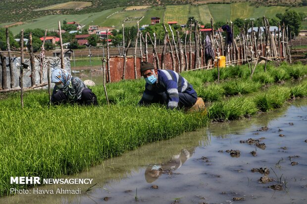 Farmers transplanting rice seedling in Mazandaran province