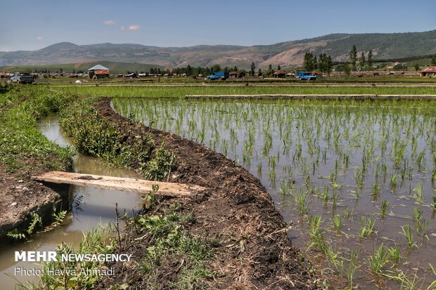 Farmers transplanting rice seedling in Mazandaran province