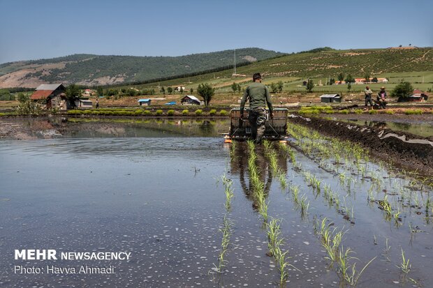 Farmers transplanting rice seedling in Mazandaran province