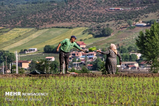 Farmers transplanting rice seedling in Mazandaran province