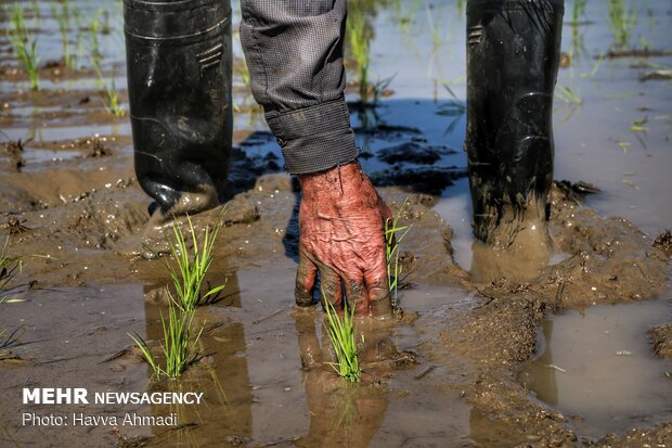 Farmers transplanting rice seedling in Mazandaran province