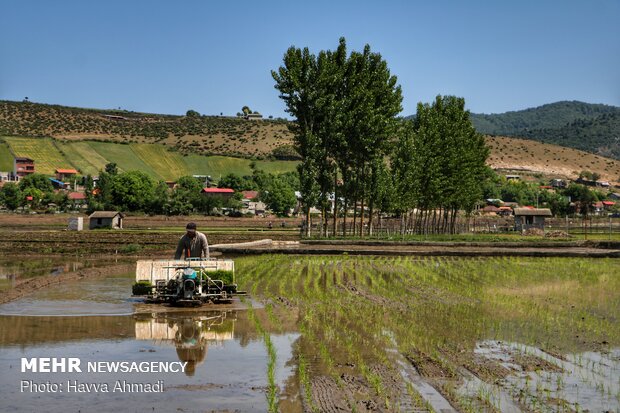 Farmers transplanting rice seedling in Mazandaran province