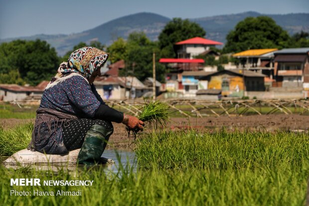 Farmers transplanting rice seedling in Mazandaran province