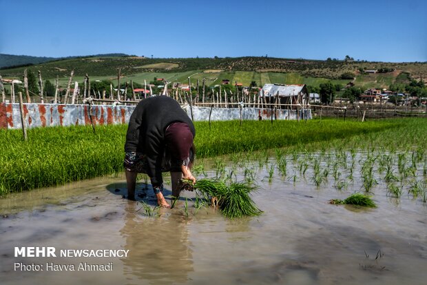 Farmers transplanting rice seedling in Mazandaran province