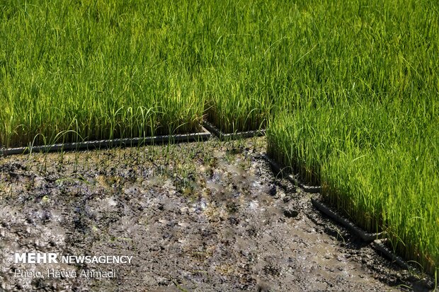 ۳۲۰۰ تن بذر گواهی شده برنج بین کشاورزان توزیع شد 