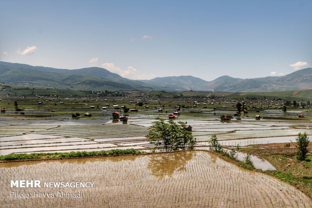 Farmers transplanting rice seedling in Mazandaran province