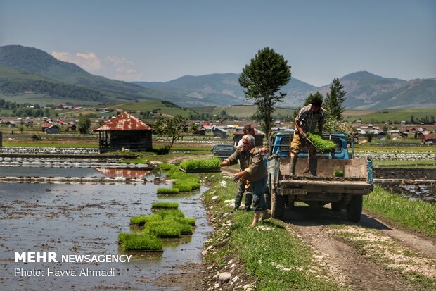 Farmers transplanting rice seedling in Mazandaran province