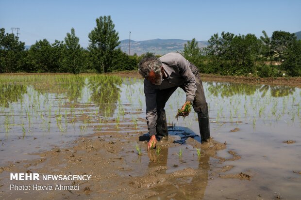 Farmers transplanting rice seedling in Mazandaran province