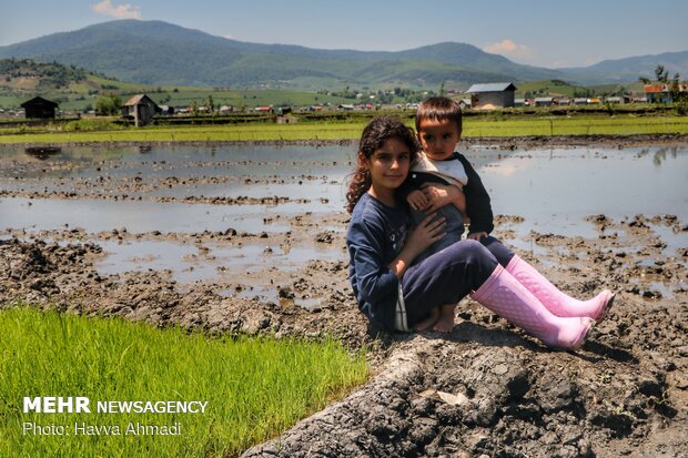 Farmers transplanting rice seedling in Mazandaran province