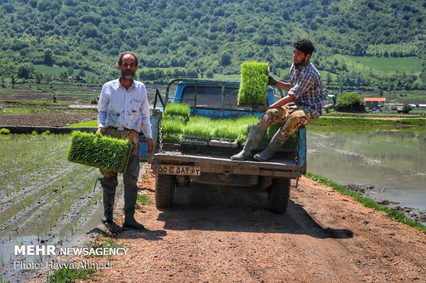 Farmers transplanting rice seedling in Mazandaran province