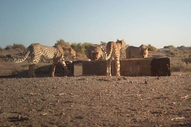 تلف شدن یک قلاده یوزپلنگ ماده در میامی/ یوزمرده از توران نبود