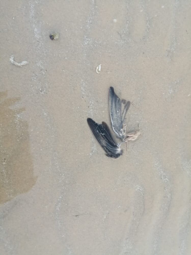 تلف‌شدن پرندگان در ساحل شهرستان گناوه/ علت در حال بررسی است