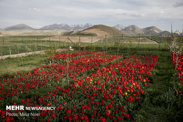 Tulip farm in village around Tabriz