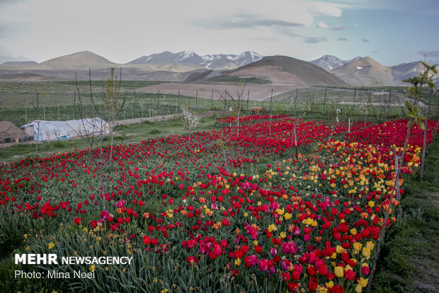 مزرعه لاله در روستای «اسپره خون» تبریز