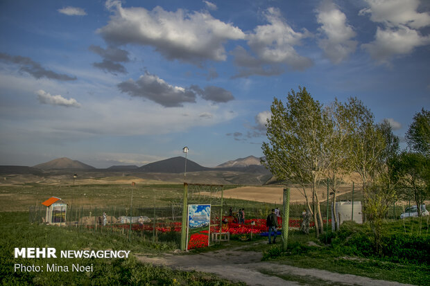 مزرعه لاله در روستای «اسپره خون» تبریز